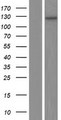 UBE3B Protein - Western validation with an anti-DDK antibody * L: Control HEK293 lysate R: Over-expression lysate