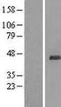 UBL7 Protein - Western validation with an anti-DDK antibody * L: Control HEK293 lysate R: Over-expression lysate