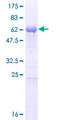 UBL7 Protein - 12.5% SDS-PAGE of human UBL7 stained with Coomassie Blue