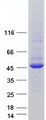 UBL7 Protein - Purified recombinant protein UBL7 was analyzed by SDS-PAGE gel and Coomassie Blue Staining