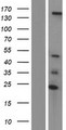UBN2 Protein - Western validation with an anti-DDK antibody * L: Control HEK293 lysate R: Over-expression lysate