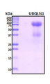 UBQLN1 / Ubiquilin Protein - SDS-PAGE under reducing conditions and visualized by Coomassie blue staining
