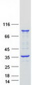 UBXD4 / UBXN2A Protein - Purified recombinant protein UBXN2A was analyzed by SDS-PAGE gel and Coomassie Blue Staining