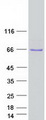 UBXD7 Protein - Purified recombinant protein UBXN7 was analyzed by SDS-PAGE gel and Coomassie Blue Staining