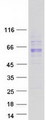 UGT1A10 Protein - Purified recombinant protein UGT1A10 was analyzed by SDS-PAGE gel and Coomassie Blue Staining