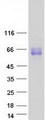 UGT1A3 Protein - Purified recombinant protein UGT1A3 was analyzed by SDS-PAGE gel and Coomassie Blue Staining