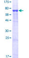 UGT3A1 Protein - 12.5% SDS-PAGE of human UGT3A1 stained with Coomassie Blue