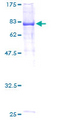 UHRF1BP1L / KIAA0701 Protein - 12.5% SDS-PAGE of human KIAA0701 stained with Coomassie Blue