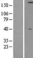ULK1 Protein - Western validation with an anti-DDK antibody * L: Control HEK293 lysate R: Over-expression lysate