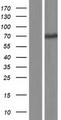 UMOD / Uromodulin Protein - Western validation with an anti-DDK antibody * L: Control HEK293 lysate R: Over-expression lysate
