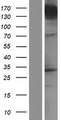 UNC13A Protein - Western validation with an anti-DDK antibody * L: Control HEK293 lysate R: Over-expression lysate
