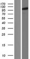 UNK Protein - Western validation with an anti-DDK antibody * L: Control HEK293 lysate R: Over-expression lysate