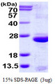 UPK3A / UPK3 / Uroplakin III Protein
