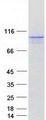 USHBP1 Protein - Purified recombinant protein USHBP1 was analyzed by SDS-PAGE gel and Coomassie Blue Staining