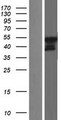 USP27X Protein - Western validation with an anti-DDK antibody * L: Control HEK293 lysate R: Over-expression lysate