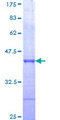 USP34 Protein - 12.5% SDS-PAGE Stained with Coomassie Blue.