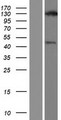 USP43 Protein - Western validation with an anti-DDK antibody * L: Control HEK293 lysate R: Over-expression lysate