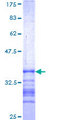 USP49 Protein - 12.5% SDS-PAGE Stained with Coomassie Blue.