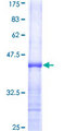 USP50 Protein - 12.5% SDS-PAGE Stained with Coomassie Blue.