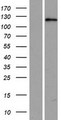 USP53 Protein - Western validation with an anti-DDK antibody * L: Control HEK293 lysate R: Over-expression lysate