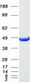 VAT1 Protein - Purified recombinant protein VAT1 was analyzed by SDS-PAGE gel and Coomassie Blue Staining