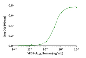 VEGF 165 Protein - Biological Activity VEGF-A165, Human stimulates cell proliferation of HUVEC cells. The ED 50 for this effect is typically 1-5 ng/mL.