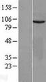VEPH1 Protein - Western validation with an anti-DDK antibody * L: Control HEK293 lysate R: Over-expression lysate
