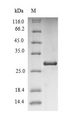 VPREB1 / CD179A Protein - (Tris-Glycine gel) Discontinuous SDS-PAGE (reduced) with 5% enrichment gel and 15% separation gel.