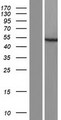 VPS13B Protein - Western validation with an anti-DDK antibody * L: Control HEK293 lysate R: Over-expression lysate