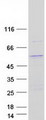 VPS13B Protein - Purified recombinant protein VPS13B was analyzed by SDS-PAGE gel and Coomassie Blue Staining