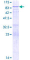VPS33A Protein - 12.5% SDS-PAGE of human VPS33A stained with Coomassie Blue