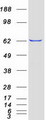 VPS33A Protein - Purified recombinant protein VPS33A was analyzed by SDS-PAGE gel and Coomassie Blue Staining
