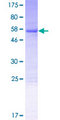 VPS37B Protein - 12.5% SDS-PAGE of human VPS37B stained with Coomassie Blue