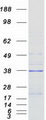 VPS37B Protein - Purified recombinant protein VPS37B was analyzed by SDS-PAGE gel and Coomassie Blue Staining