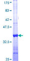 VRK3 Protein - 12.5% SDS-PAGE Stained with Coomassie Blue.