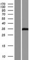 VSTM2B Protein - Western validation with an anti-DDK antibody * L: Control HEK293 lysate R: Over-expression lysate