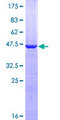 VSTM2L Protein - 12.5% SDS-PAGE of human VSTM2L stained with Coomassie Blue