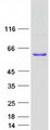 WBP4 Protein - Purified recombinant protein WBP4 was analyzed by SDS-PAGE gel and Coomassie Blue Staining