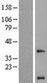 WBP5 Protein - Western validation with an anti-DDK antibody * L: Control HEK293 lysate R: Over-expression lysate