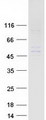 WDFY2 Protein - Purified recombinant protein WDFY2 was analyzed by SDS-PAGE gel and Coomassie Blue Staining