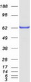 WDR1 Protein - Purified recombinant protein WDR1 was analyzed by SDS-PAGE gel and Coomassie Blue Staining