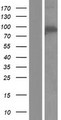 WDR24 Protein - Western validation with an anti-DDK antibody * L: Control HEK293 lysate R: Over-expression lysate