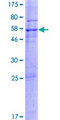 WDR33 Protein - 12.5% SDS-PAGE of human WDR33 stained with Coomassie Blue