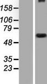 WDR34 Protein - Western validation with an anti-DDK antibody * L: Control HEK293 lysate R: Over-expression lysate