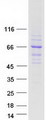 WDR34 Protein - Purified recombinant protein WDR34 was analyzed by SDS-PAGE gel and Coomassie Blue Staining