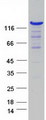 WDR44 Protein - Purified recombinant protein WDR44 was analyzed by SDS-PAGE gel and Coomassie Blue Staining