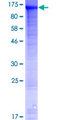 WDR47 Protein - 12.5% SDS-PAGE of human WDR47 stained with Coomassie Blue