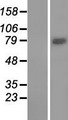 WDR49 Protein - Western validation with an anti-DDK antibody * L: Control HEK293 lysate R: Over-expression lysate