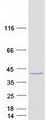 WDR54 Protein - Purified recombinant protein WDR54 was analyzed by SDS-PAGE gel and Coomassie Blue Staining