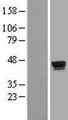 WDR55 Protein - Western validation with an anti-DDK antibody * L: Control HEK293 lysate R: Over-expression lysate